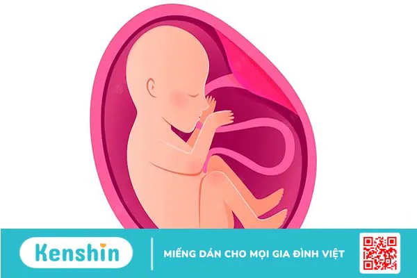 3 tháng đầu thai nhi sống bằng gì? Sự phát triển của thai nhi 3 tháng đầu