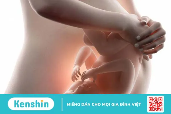 3 tháng đầu thai nhi sống bằng gì? Sự phát triển của thai nhi 3 tháng đầu