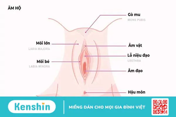 Âm hộ: Cấu tạo, chức năng và dấu hiệu bệnh lý thường gặp 1