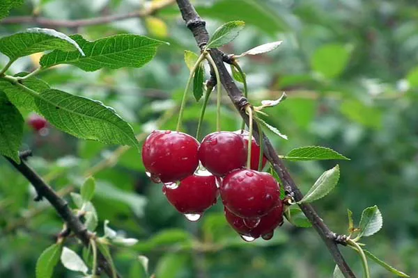 Ăn cherry có nổi mụn không? Cần lưu ý gì khi ăn cherry?