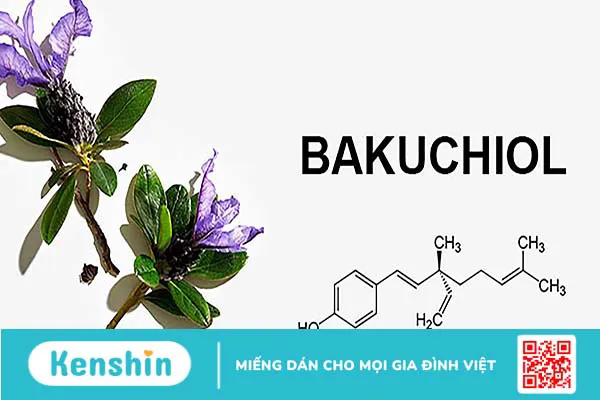 Bakuchiol là gì? Tác dụng của bakuchiol trong việc trẻ hoá làn da