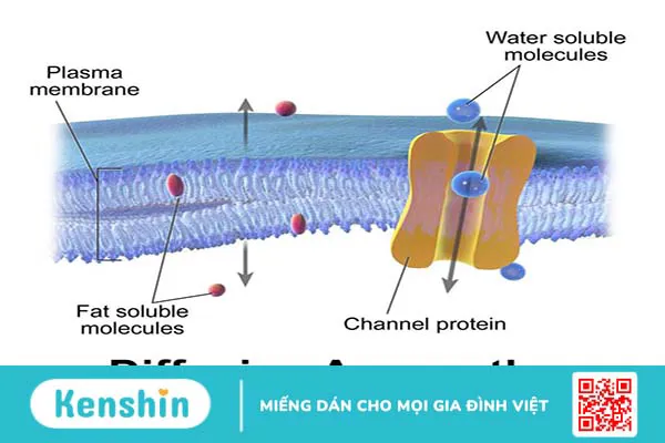 Bào tương là gì? Các loại bào tương và chức năng-4