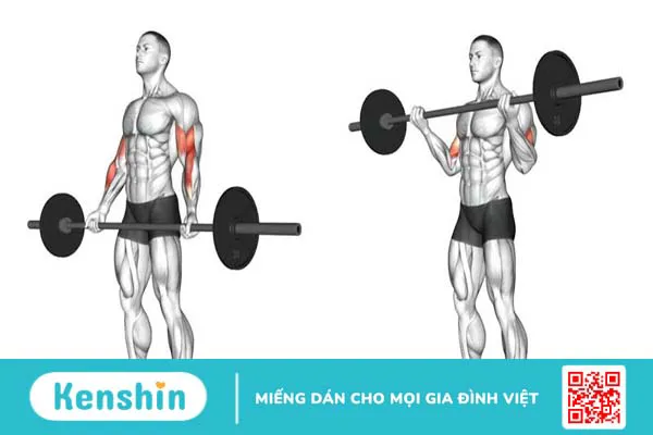 Barbell Curl là gì? Cách tập để bắp tay trước phát triển tốt nhất 3