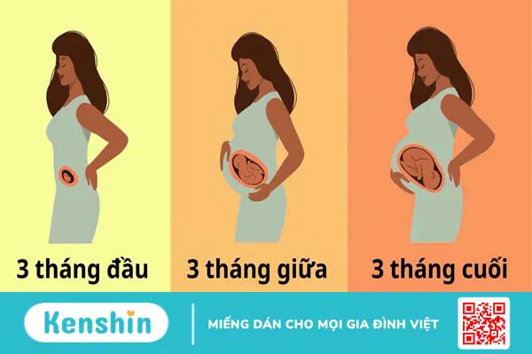 Bật mí bảng tăng cân nặng chuẩn của mẹ bầu theo từng giai đoạn 3