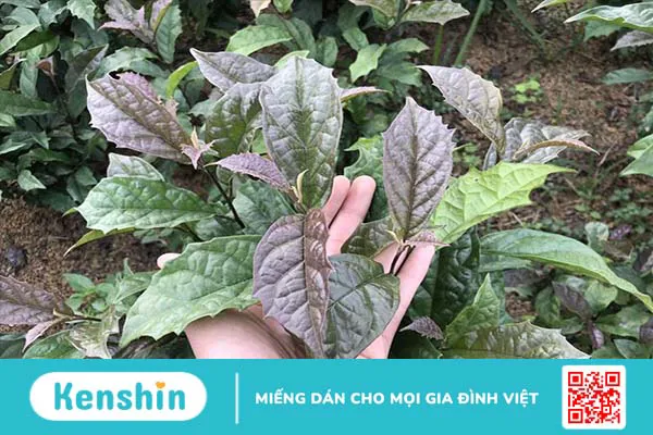 Bật mí những cây thuốc Nam chữa bệnh bướu cổ an toàn và hiệu quả