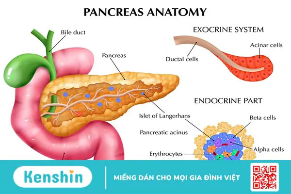 Bệnh u tụy nội tiết (Insulinoma) là gì? Phương pháp điều trị như thế nào?