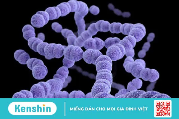 Bị nhiễm liên cầu khuẩn gây bệnh gì?