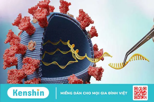 Biến thể là gì? Các biện pháp ngăn ngừa biến thể của virus Corona