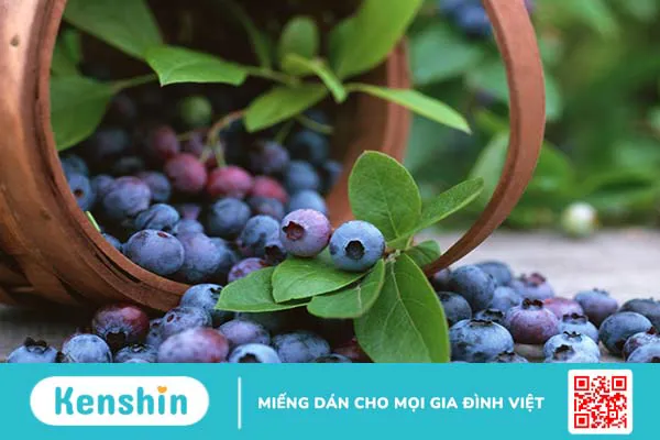 Bilberry extract là gì? Những công dụng tuyệt vời của Bilberry extract với sức khỏe