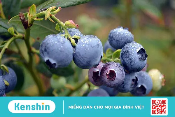 Bilberry extract là gì? Những công dụng tuyệt vời của Bilberry extract với sức khỏe