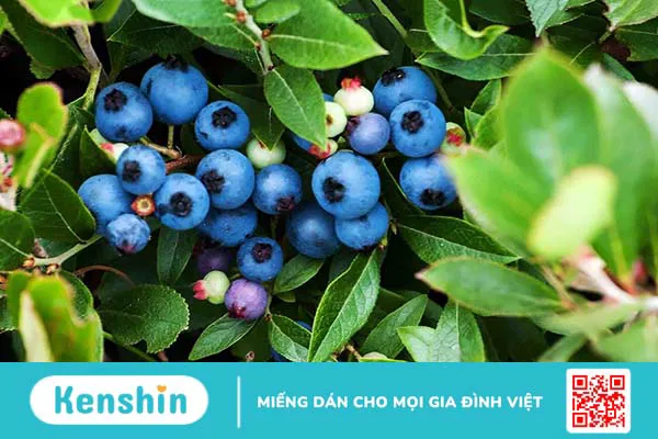 Bilberry extract là gì? Những công dụng tuyệt vời của Bilberry extract với sức khỏe