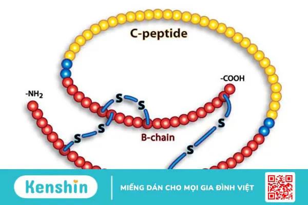 C-peptide là gì? Ý nghĩa kết quả của xét nghiệm C-peptide