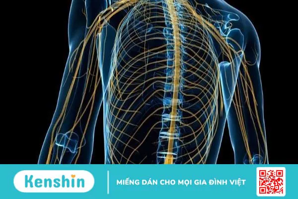 Các dây thần kinh trong cơ thể con người