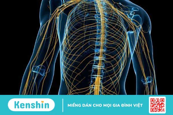 Các dây thần kinh trong cơ thể con người