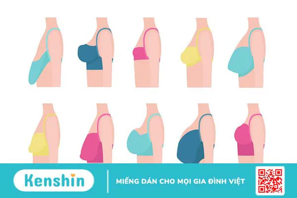 Các loại vú thường gặp: 12 kiểu vú và kích cỡ khác nhau