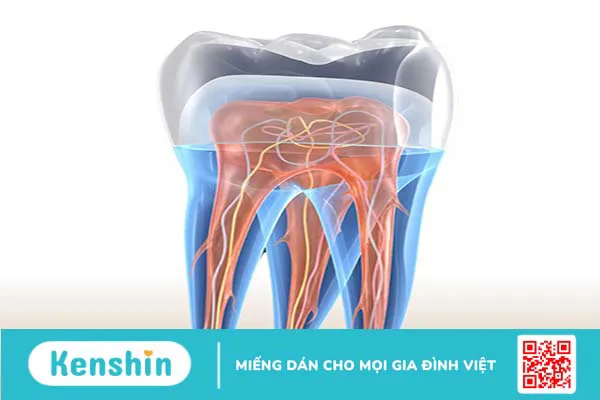 Cách bảo quản răng sữa sau khi nhổ và một số điều cần biết