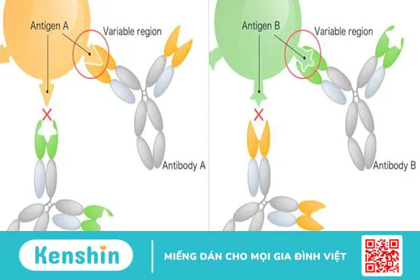 Cách đọc kết quả hóa mô miễn dịch như thế nào?