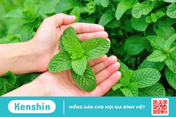 Cách giảm hôi miệng bằng thảo dược mà bạn nên biết