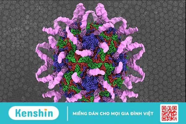 Cẩn trọng với Rhinovirus gây bệnh cảm lạnh!