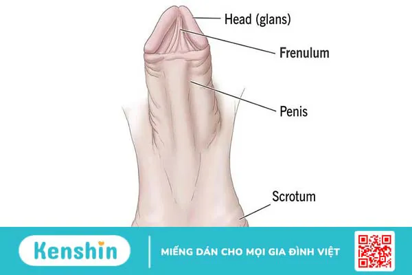 Cắt dây hãm bao quy đầu ở nam giới là gì? Những lợi ích của phương pháp này