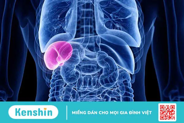 Cắt lá lách có sinh con được không? Các trường hợp phải cắt bỏ lá lách 1