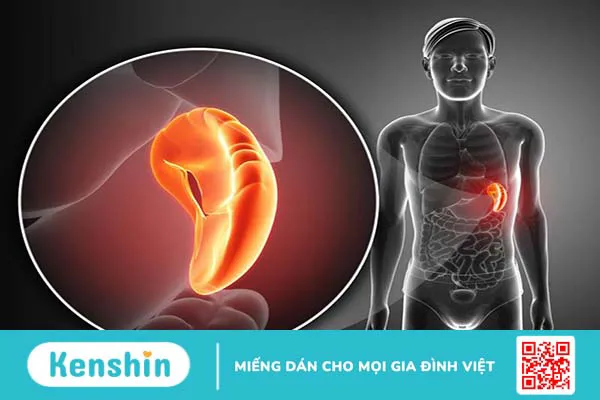 Cắt lá lách có sinh con được không? Các trường hợp phải cắt bỏ lá lách 2