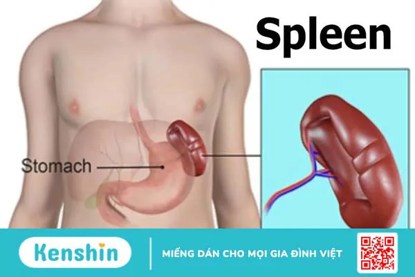 Cắt lá lách có sinh con được không? Các trường hợp phải cắt bỏ lá lách 3