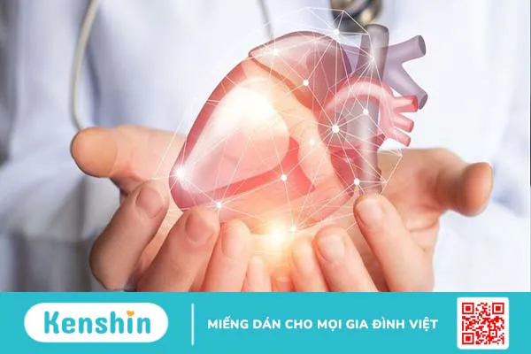 Cấu tạo, chức năng và hoạt động của cơ tim