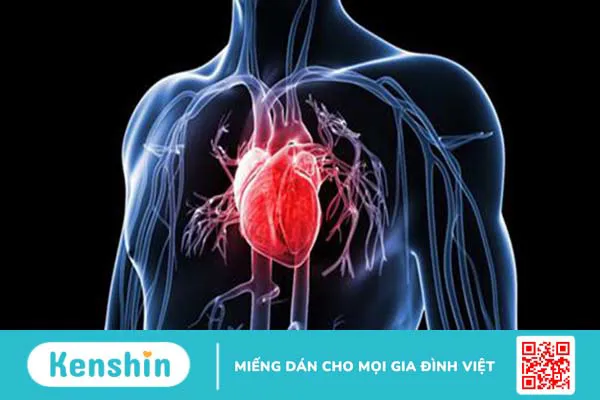 Cấu tạo, chức năng và hoạt động của cơ tim