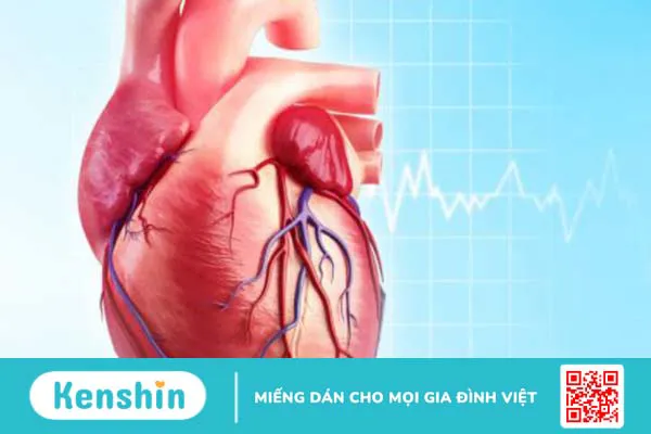 Cấu tạo, chức năng và hoạt động của cơ tim