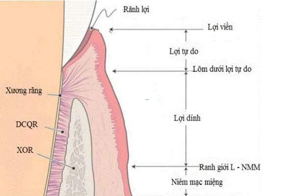 Cấu tạo của nướu răng và các bệnh lý thường gặp ở nướu răng