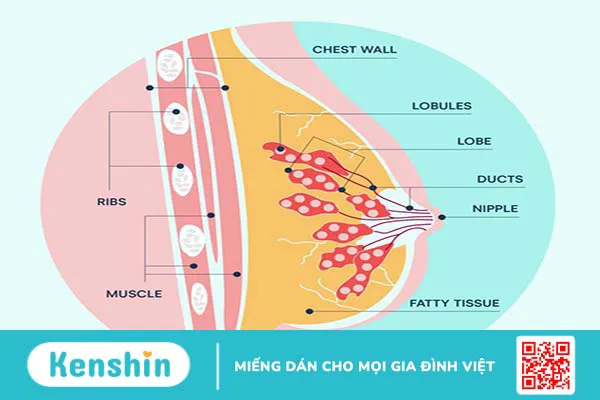 Cấu tạo của vú và những lưu ý về vú không phải ai cũng hiểu rõ