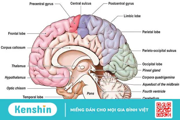 Cấu tạo não người và một số bệnh lý về não