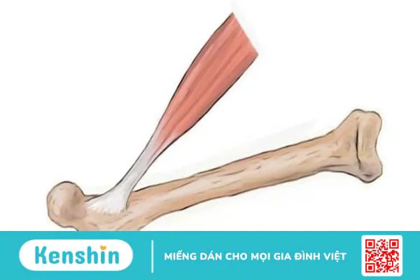 Cấu tạo và chức năng của gân 1