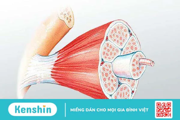 Cấu tạo và chức năng của gân 2