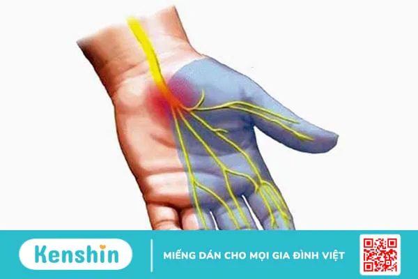 Cấu tạo và chức năng của gân 3