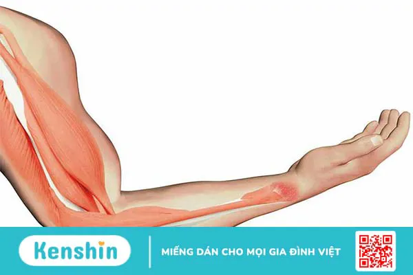 Cấu tạo và chức năng của gân 4