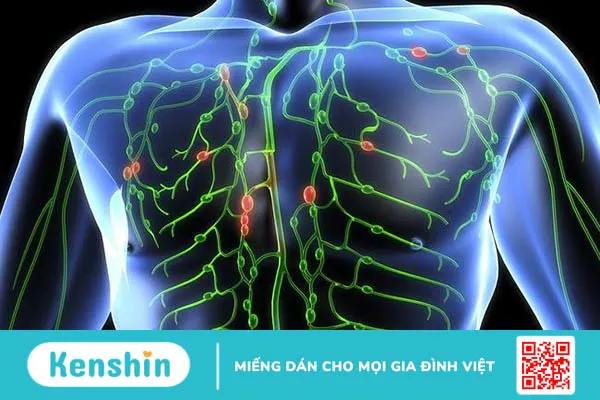 Cấu tạo và chức năng của hệ bạch huyết