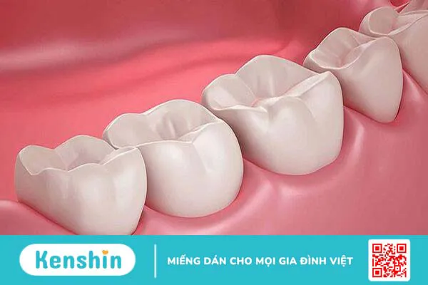 Cấu tạo và chức năng của nướu răng