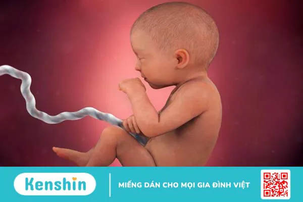 Cấu tạo và chức năng của rốn