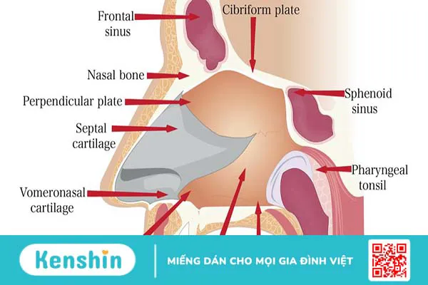 Cấu trúc, chức năng của mũi và những bệnh lý liên quan