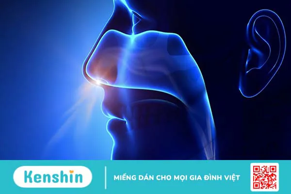 Cấu trúc, chức năng của mũi và những bệnh lý liên quan 3