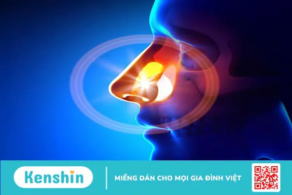 Cấu trúc, chức năng của mũi và những bệnh lý liên quan 5