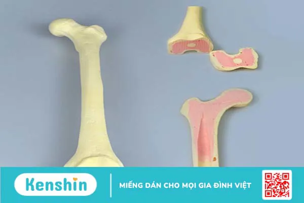 Cấu trúc của xương đùi trong cơ thể con người