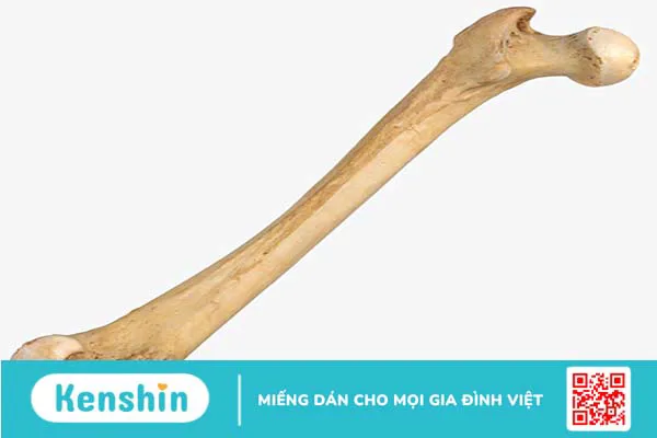 Cấu trúc của xương đùi trong cơ thể con người