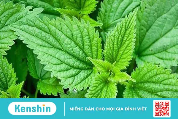 Cây nàng hai gây ngứa có sao không?