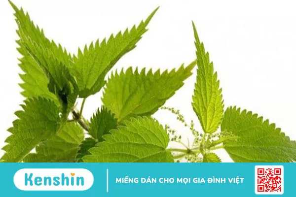 Cây nàng hai trị bệnh gì?