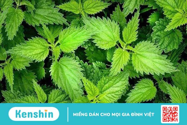 Cây nàng hai trị bệnh gì?