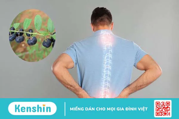 Cây phèn đen trị gai cột sống được không?