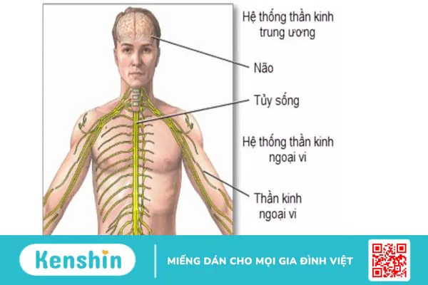 Chấn thương tủy sống liệt 2 chi dưới do đâu?